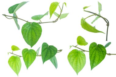 İzole kırpma yolu ile beyaz zemin üzerine yeşil tembul yaprak.