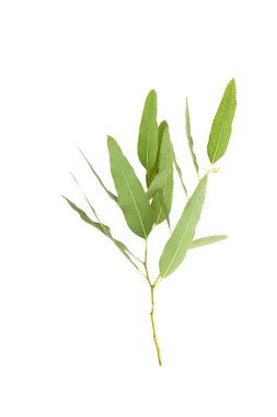 kırpma yolu ile gri arka plan üzerinde izole okaliptüs