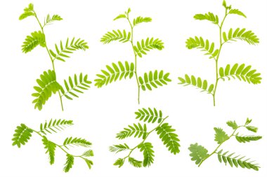 Demirhindi beyaz arka plan üzerinde izole kırpma yoluyla bırakır..