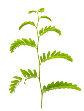 Kırpma yolu ile gri arka plan üzerinde izole demirhindi yaprakları.