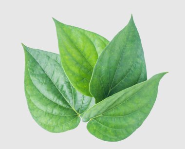 İzole kırpma yoluyla gri arka plan üzerinde yeşil tembul yaprak.