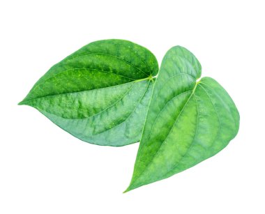 İzole kırpma yoluyla gri arka plan üzerinde yeşil tembul yaprak.