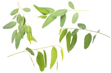 kırpma yolu ile beyaz arka plan üzerinde izole okaliptüs