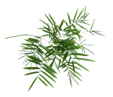 kırpma yolu ile gri arka plan üzerinde izole bambu