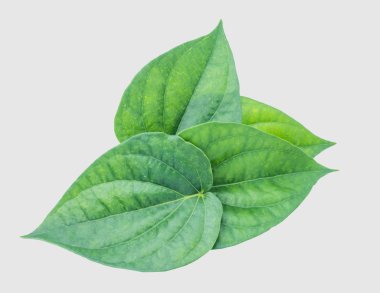 İzole kırpma yoluyla gri arka plan üzerinde yeşil tembul yaprak.