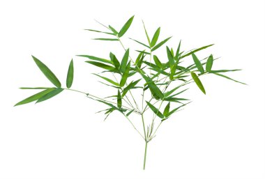 kırpma yolu ile gri arka plan üzerinde izole bambu