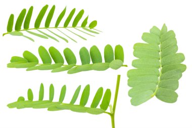 Demirhindi beyaz arka plan üzerinde izole kırpma yoluyla bırakır..