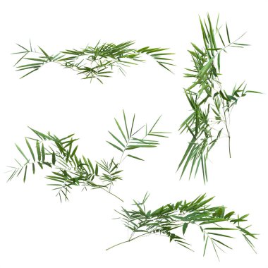 kırpma yolu ile beyaz arka plan üzerinde izole bambu