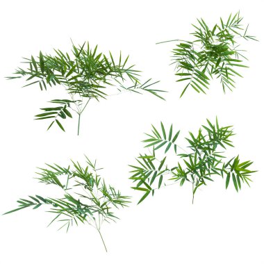 kırpma yolu ile beyaz arka plan üzerinde izole bambu