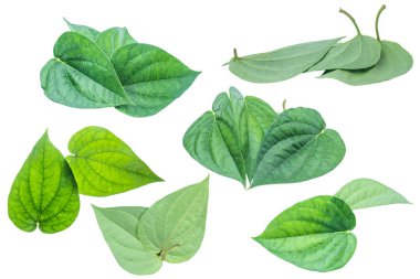 İzole kırpma yolu ile beyaz zemin üzerine yeşil tembul yaprak.