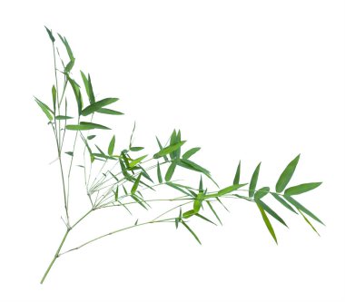 kırpma yolu ile gri arka plan üzerinde izole bambu