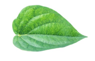 İzole kırpma yoluyla gri arka plan üzerinde yeşil tembul yaprak.