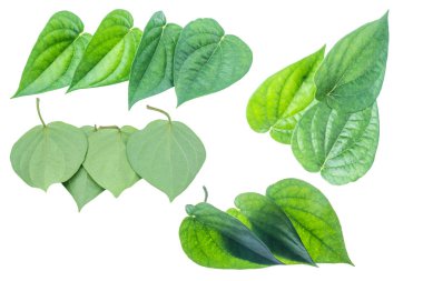 İzole kırpma yolu ile beyaz zemin üzerine yeşil tembul yaprak.