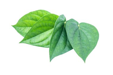 İzole kırpma yoluyla gri arka plan üzerinde yeşil tembul yaprak.