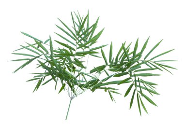 kırpma yolu ile gri arka plan üzerinde izole bambu