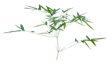 kırpma yolu ile gri arka plan üzerinde izole bambu