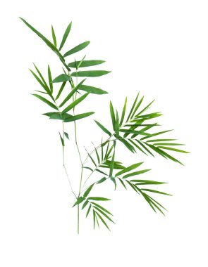 kırpma yolu ile gri arka plan üzerinde izole bambu