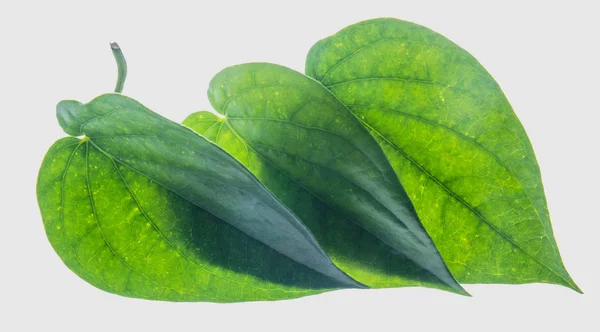 Groene Betel Blad Geïsoleerd Grijze Achtergrond Met Uitknippad — Stockfoto