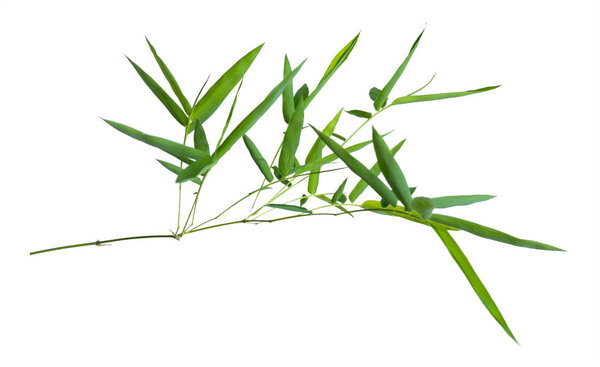 bamboo isolated on gray background with clipping path	