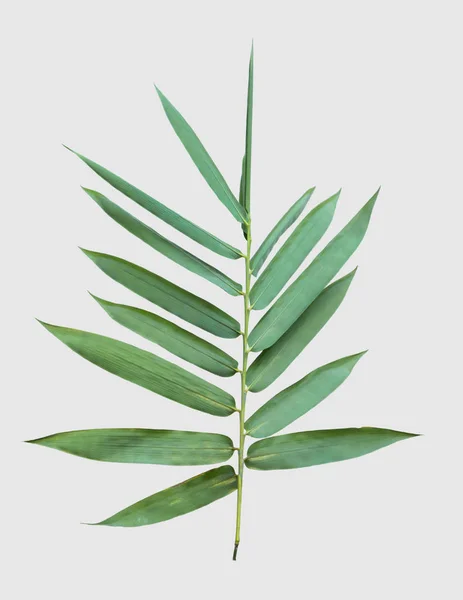 bamboo isolated on gray background with clipping path 