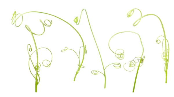 Зелена Рослина Плюща Ізольована Сірому Фоні Відсічний Контур — стокове фото