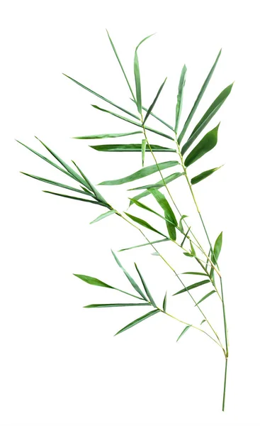 Bamboo Isolated Gray Background Clipping Path — Stock Photo, Image