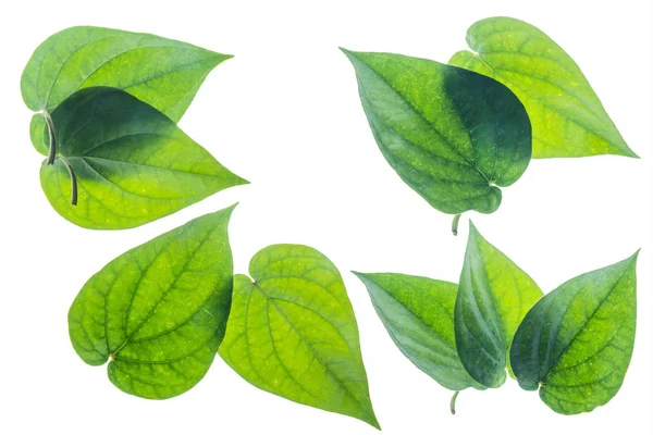 Foglia Betel Verde Isolata Sullo Sfondo Bianco Con Percorso Ritaglio — Foto Stock