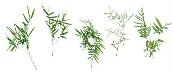 Bambus Die Isoliert Auf Weißem Hintergrund Mit Beschneidungspfad — Stockfoto