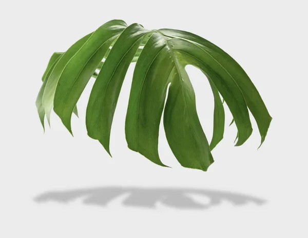Tropical Jungle Monstera Leaves Isolated Gray Background Clipping Path — Stock Photo, Image