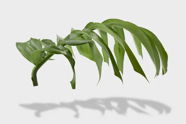 Tropischer Dschungel Monstera Blätter Isoliert Auf Grauem Hintergrund Mit Clipping — Stockfoto