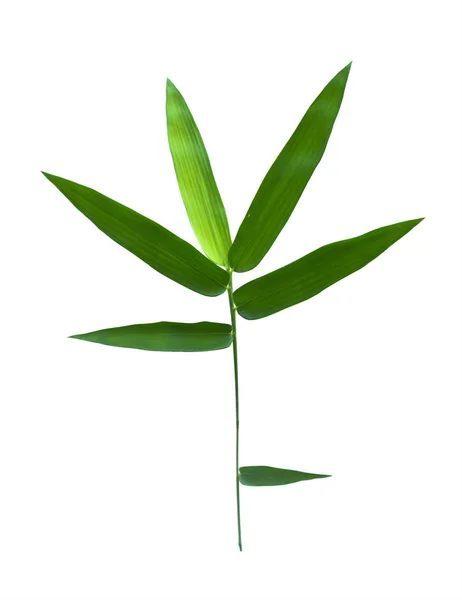Bamboo Isolated Gray Background Clipping Path — Stock Photo, Image