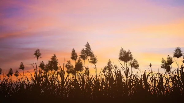 Sugar Cane Fields Flower Sunny Sunset — Stock Photo, Image