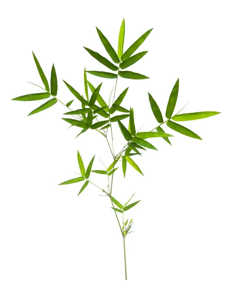 Bambusz Elszigetelt Vágógörbe Szürke Háttér Stock Kép