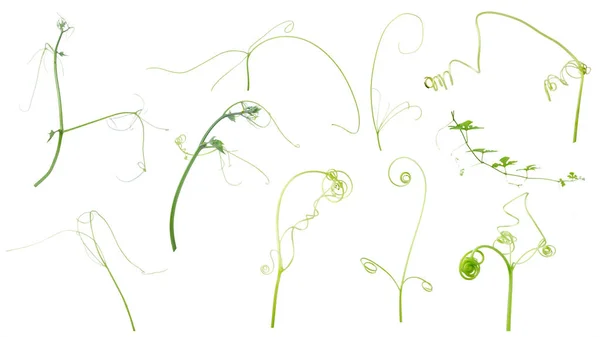 Borostyán Zöld Növény Elszigetelt Szürke Háttér Vágógörbe Stock Kép