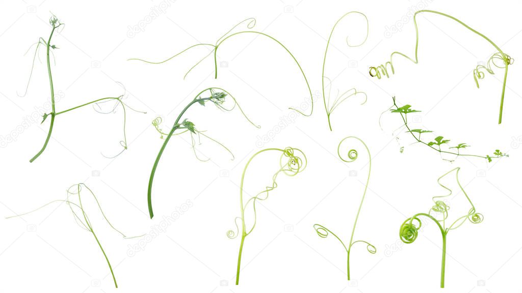 Green ivy plant  isolated on gray background, clipping path
