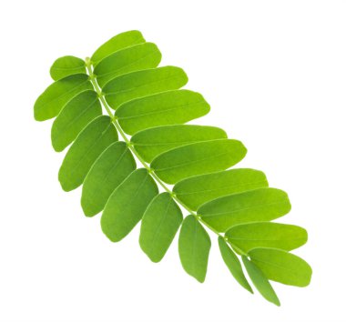 Kırpma yolu ile gri arka plan üzerinde izole demirhindi yaprakları.