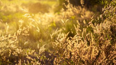 güzel bir gün batımı arka plan üzerinde Çeşme çim.