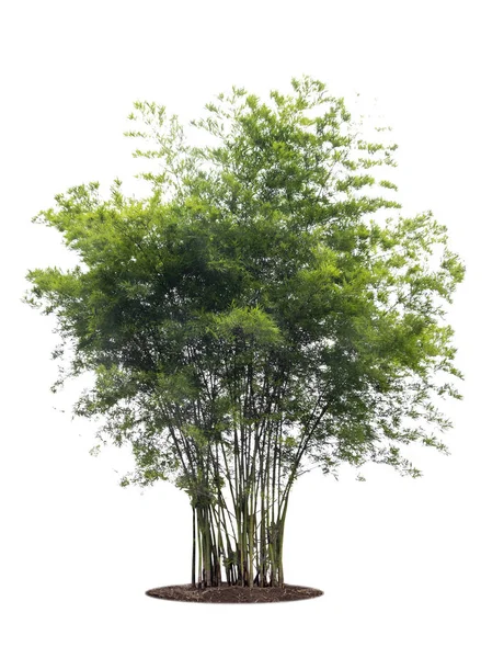 Collectie Bamboe Boom Geïsoleerd Een Witte Achtergrond Met Uitknippad — Stockfoto