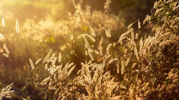 Fountain Grass Beautiful Sunset Background — Stock Photo, Image