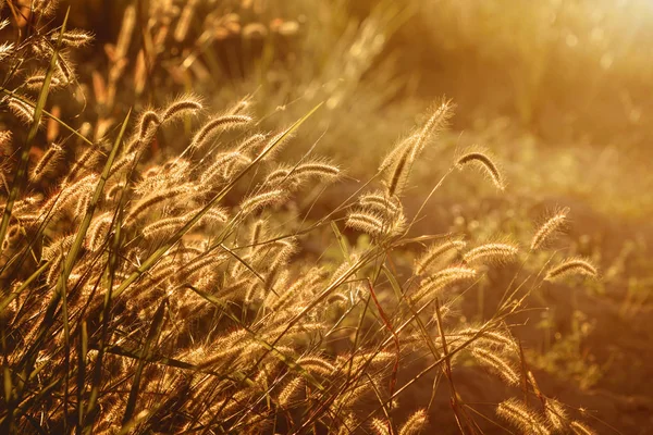 Fountain Grass Beautiful Sunset Background — Stock Photo, Image