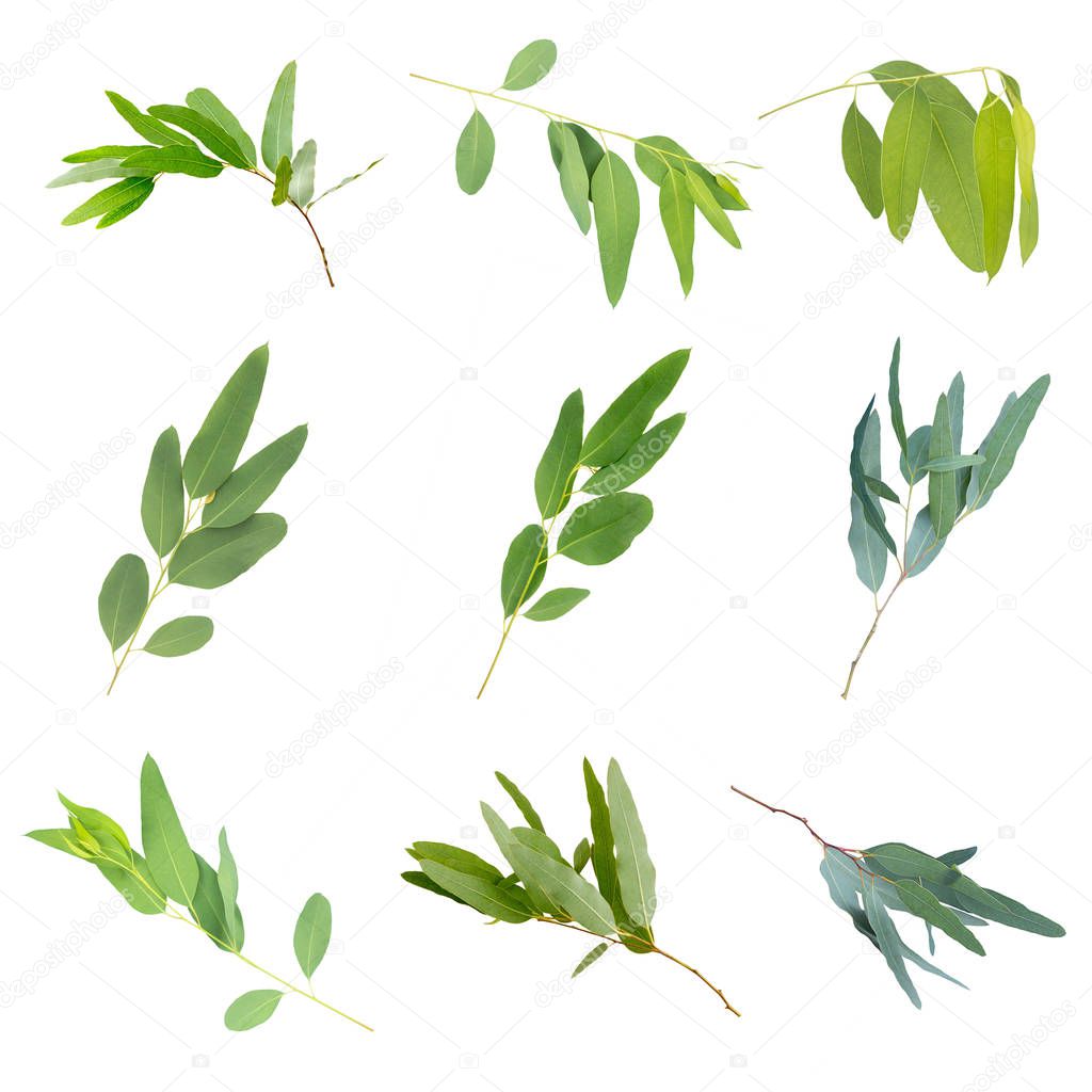 eucalyptus isolated on gray background with clipping path.