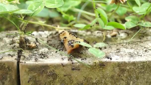 Karıncalar Yiyecek Için Birlikte Çalışan Bir Ordu — Stok video