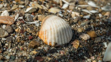 Kabuk sahilde fotoğrafı kapatın. Ayrıntılar, doku, süslemeleri doğal.