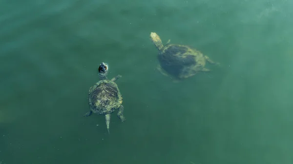 Little turtles swimming in the water