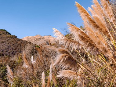 Kaliforniya'da kuru Pampa otu