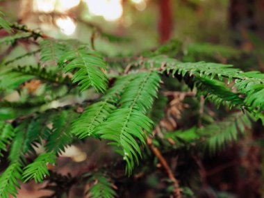 Yumuşak odak ile sekoya ormanda eğrelti otu yaprakları