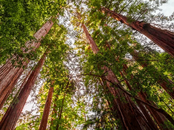 Olhando para as antigas árvores de sequoias costeiras Fotografias De Stock Royalty-Free