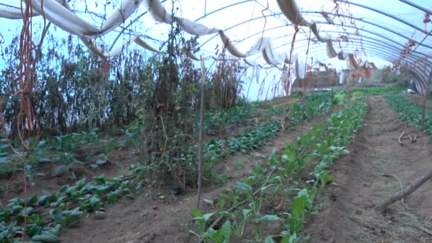 Овощи, выращиваемые в теплице — стоковое видео