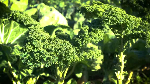 Kale Cultivated Organic Farm — Stock Video