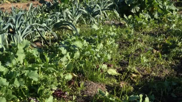 Lilla Fältet Full Grönsaker Grönkål Purjolök Broccoli Kål Ekologisk Gård — Stockvideo